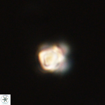 Sphenolithus anarrhopus 67983