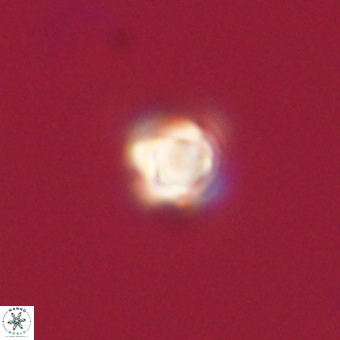 Sphenolithus anarrhopus 67984