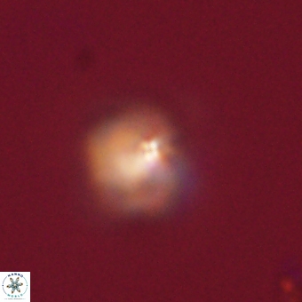 Sphenolithus anarrhopus 67985