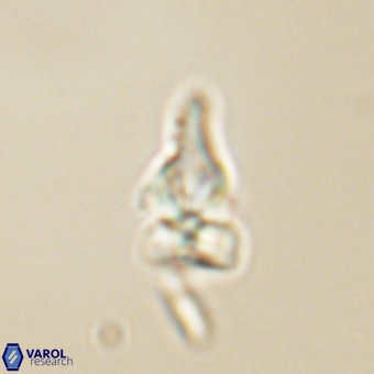 Sphenolithus anarrhopus 67989