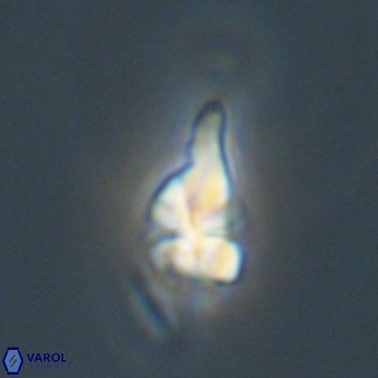 Sphenolithus anarrhopus 67990