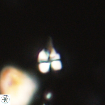 Sphenolithus anarrhopus 68657
