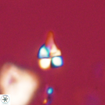 Sphenolithus anarrhopus 68656