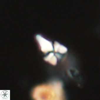 Sphenolithus anarrhopus 68658