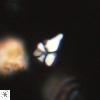 Sphenolithus anarrhopus 68661