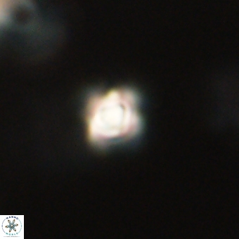 Sphenolithus anarrhopus 68667