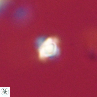 Sphenolithus anarrhopus 68669