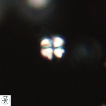 Sphenolithus anarrhopus 68673