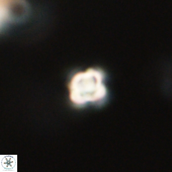 Sphenolithus anarrhopus 68670