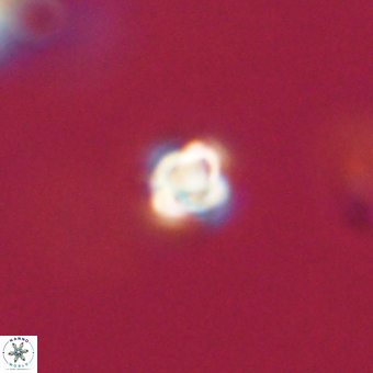 Sphenolithus anarrhopus 68671