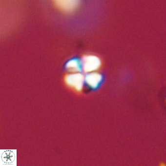 Sphenolithus anarrhopus 68672