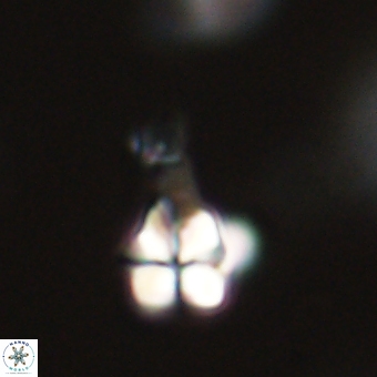 Sphenolithus anarrhopus 68985
