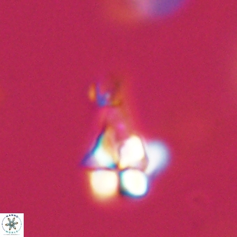 Sphenolithus anarrhopus 68986