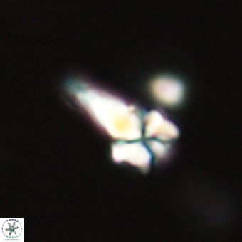 Sphenolithus anarrhopus 68988