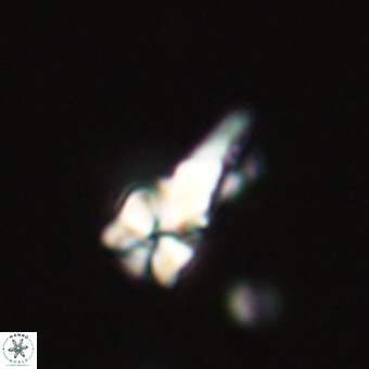 Sphenolithus anarrhopus 68992