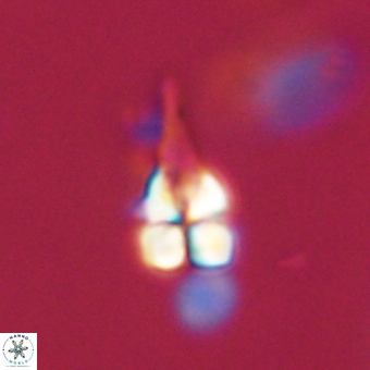Sphenolithus anarrhopus 68995