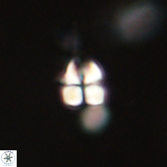 Sphenolithus anarrhopus 68996