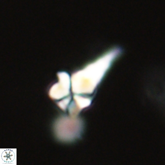 Sphenolithus anarrhopus 68999