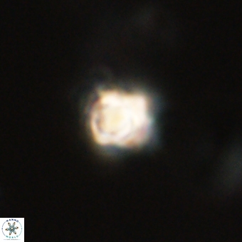 Sphenolithus anarrhopus 69002