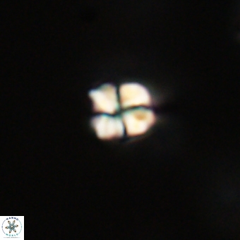 Sphenolithus anarrhopus 69007