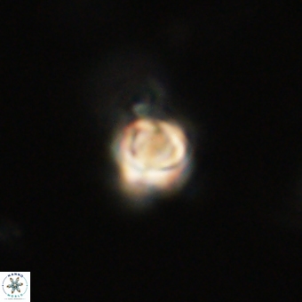 Sphenolithus anarrhopus 69004