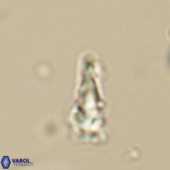 Sphenolithus anarrhopus 69008