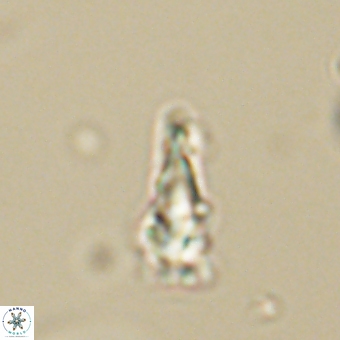 Sphenolithus anarrhopus 69008