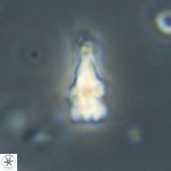 Sphenolithus anarrhopus 69011