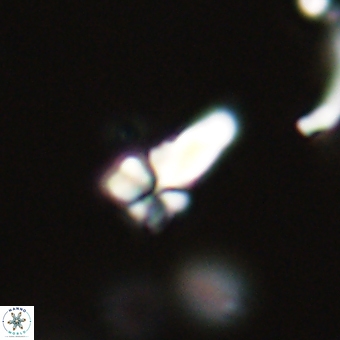 Sphenolithus anarrhopus 69183