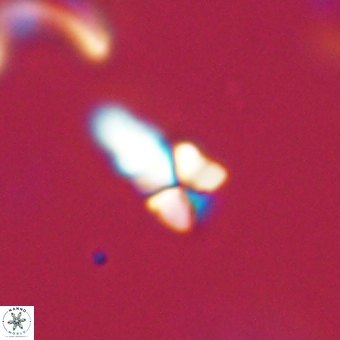 Sphenolithus anarrhopus 69181