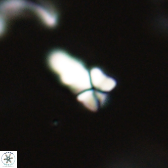 Sphenolithus anarrhopus 69182