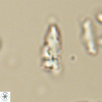 Sphenolithus anarrhopus 69187