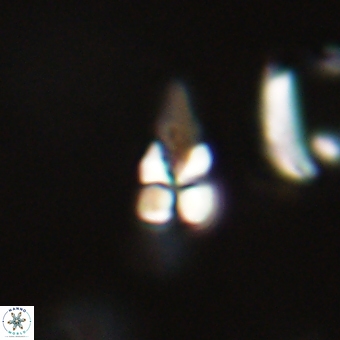 Sphenolithus anarrhopus 69186
