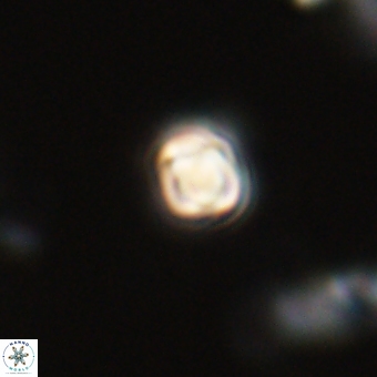 Sphenolithus anarrhopus 69189