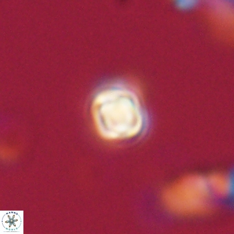 Sphenolithus anarrhopus 69190
