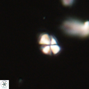 Sphenolithus anarrhopus 69192