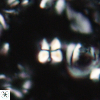 Sphenolithus ankathias 22276