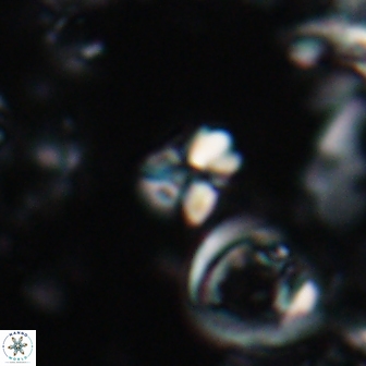 Sphenolithus ankathias 22281
