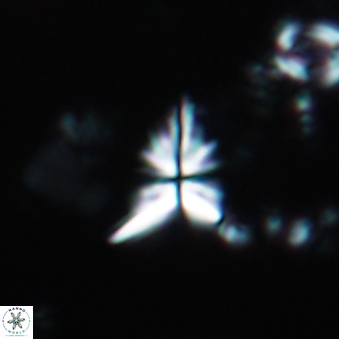 Sphenolithus abies 1941