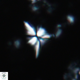 Sphenolithus abies 1944