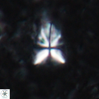 Sphenolithus abies 19769