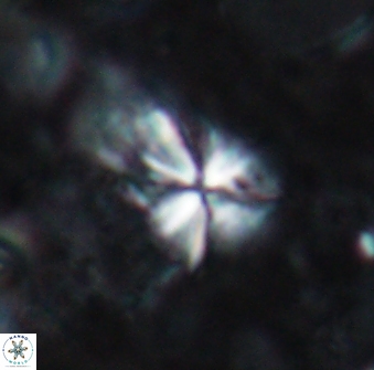 Sphenolithus abies 19772