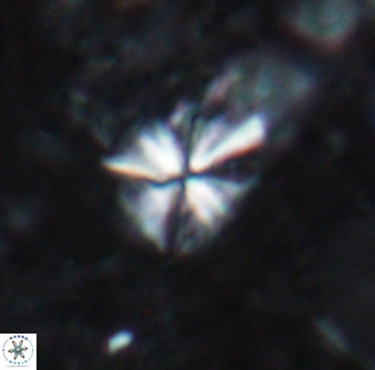 Sphenolithus abies 19773