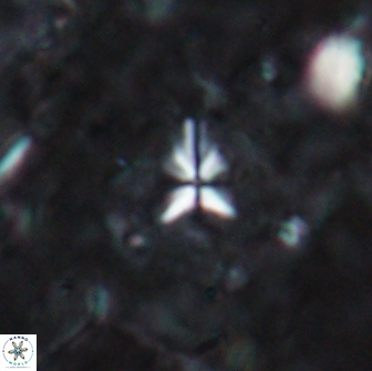 Sphenolithus abies 19775
