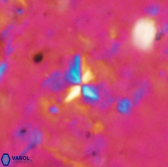 Sphenolithus abies 19776