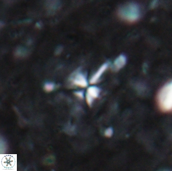 Sphenolithus abies 19779