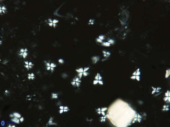 Sphenolithus abies VR 07184