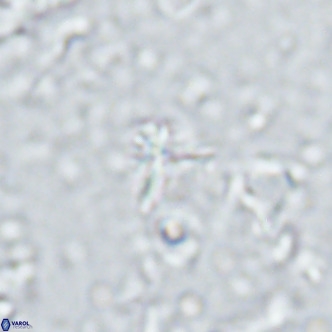 Sphenolithus alatus VR 16399