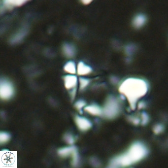 Sphenolithus alatus VR 16409