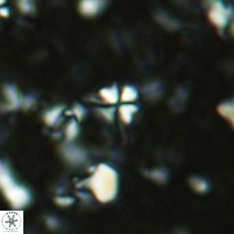 Sphenolithus alatus VR 16415